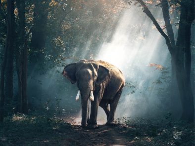 Wildlife